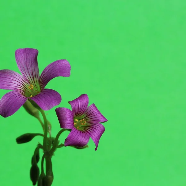 万博体育棋牌游戏